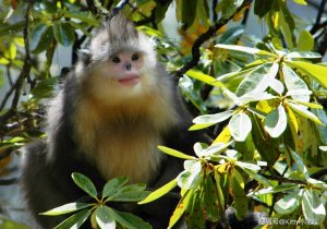 try1975115's tweet photo. 滇金絲猴（學名：Rhinopithecus bieti）又稱黑白仰鼻猴、雪猴、大青猴、白猴、花猴、飛猴，藏語中稱為「知解」，傈僳族語稱為「扎密普札」，白猴稱為「擺藥」

https://t.co/hiT7f9lIBB

#求真百科 #滇金絲猴 
#雲南 https://t.co/lBmyuoAOnC