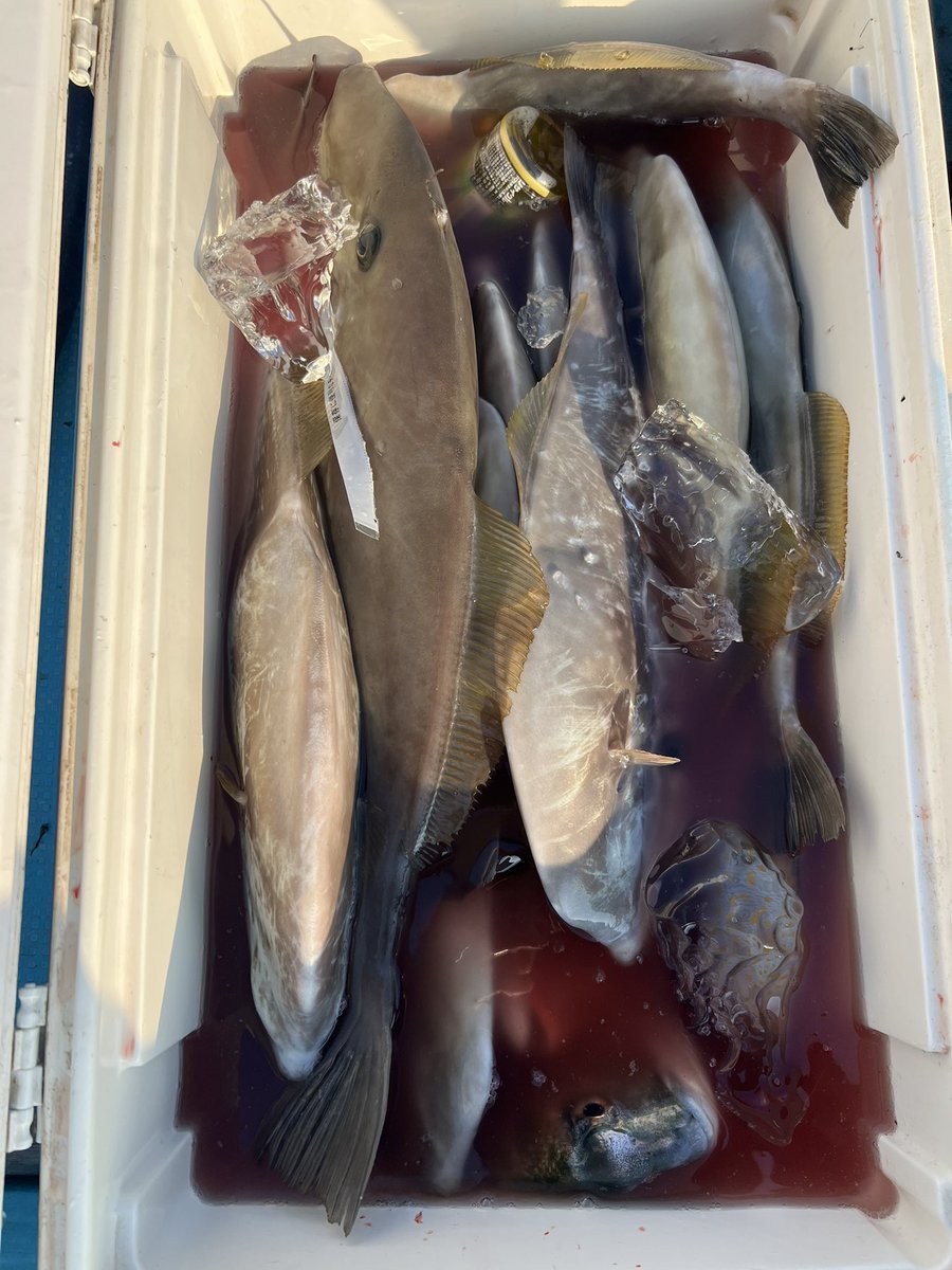papafishing7's tweet photo. 日曜日に小3の息子とウスバハギ釣り！！

強烈な引きに苦戦しましたが頑張りました^ - ^ https://t.co/S1dJGy83RA