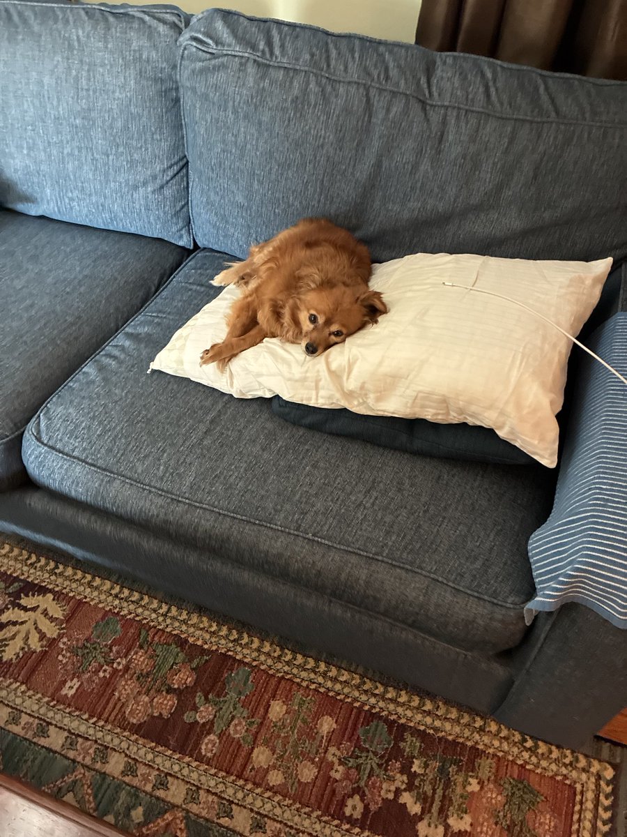 bobruz519's tweet photo. @KeithMalinak As content and comfortable as she gets at our house. If you only knew the back story 🤣🤣🤣 https://t.co/oA1VDinWYm