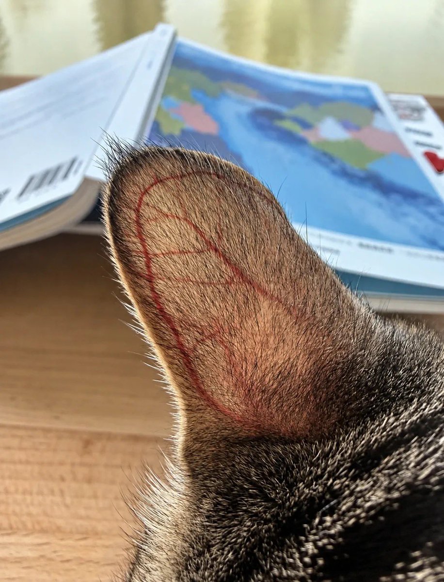 fuma_ten's tweet photo. 飼っている猫の耳が落ち葉みたいなんですけど、これって大丈夫ですか？ https://t.co/Z3a2COWfHY