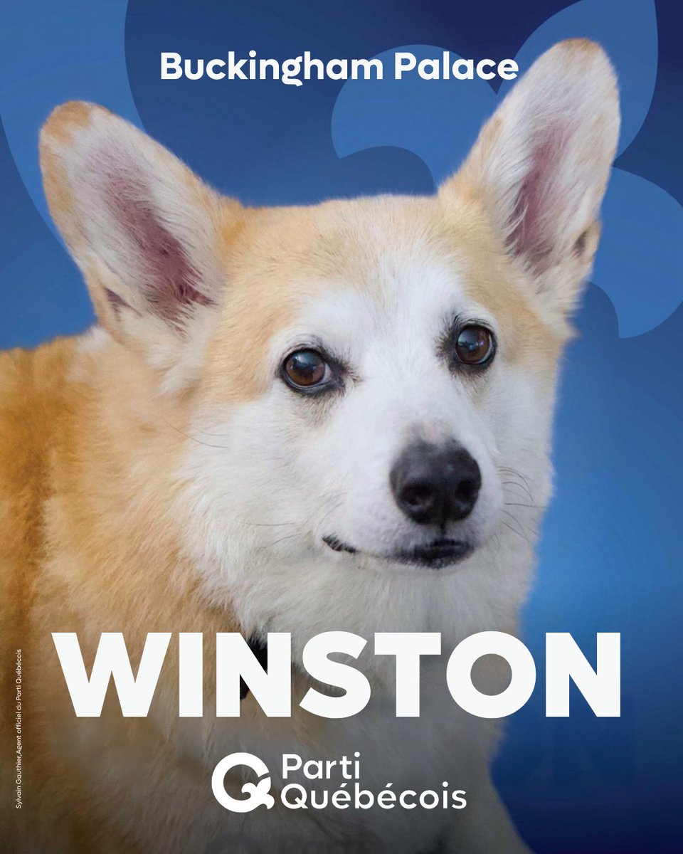 partiquebecois's tweet photo. Notre mascotte Winston pour lieutenant-gouverneur du Québec ou rien pantoute! 

👉 Merci @infomantv pour cette pétition: https://t.co/IcNC99Yffz https://t.co/rtRUpXnSp1