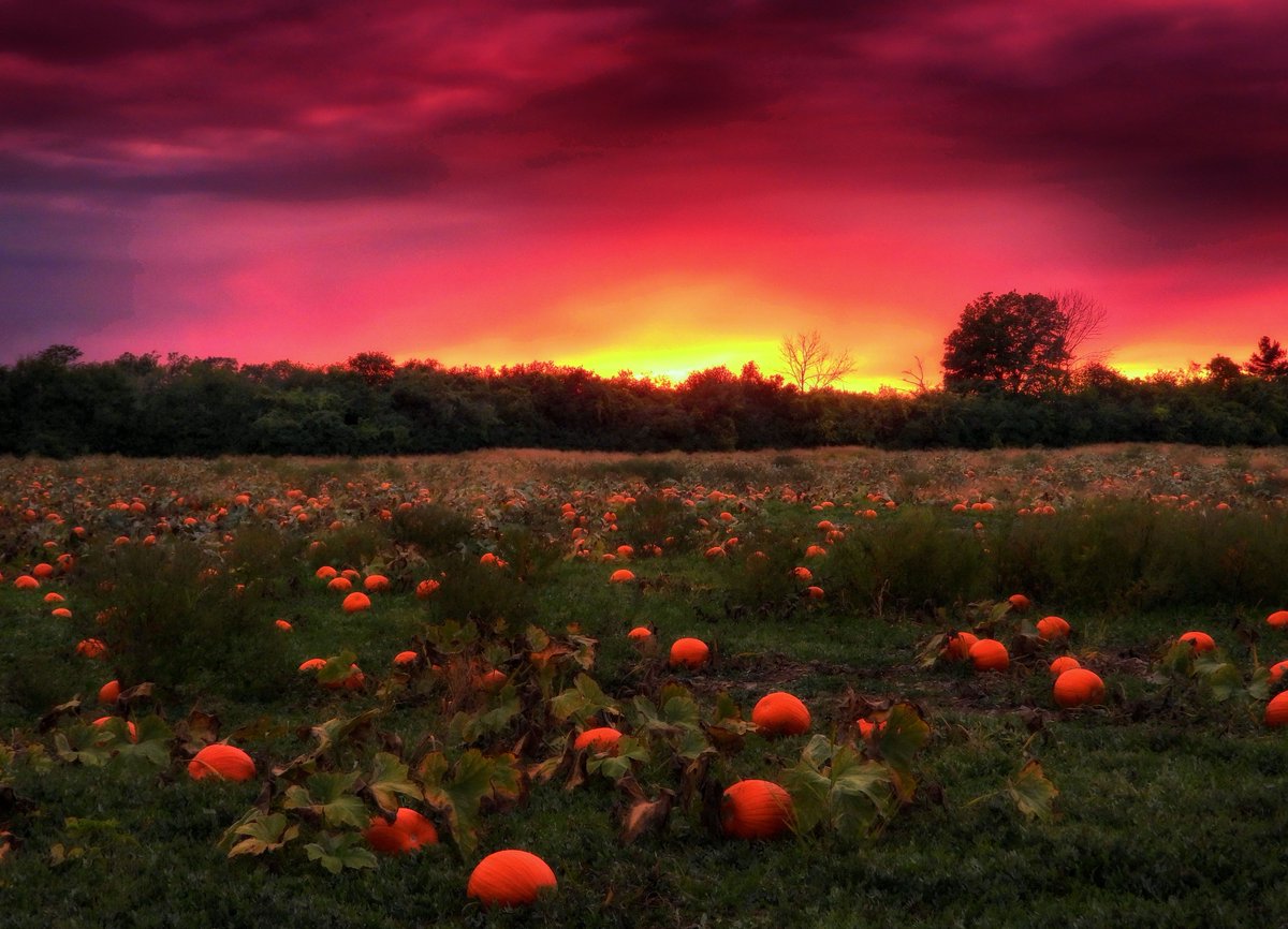 hoppermark's tweet photo. October coming but the pumpkins are already here. Sundown at the patch.  Sept 20 Prince Edward County @weathernetwork https://t.co/yjDKXqW9kl