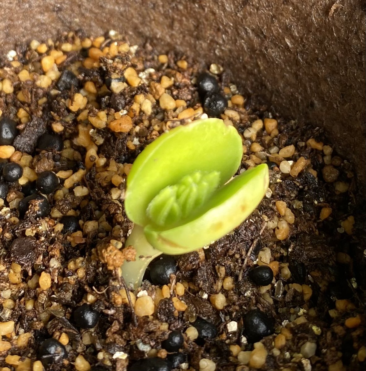 green_panda_'s tweet photo. ルピナスの発芽🌱
浅すぎた💦 https://t.co/JWRFnxBcnx