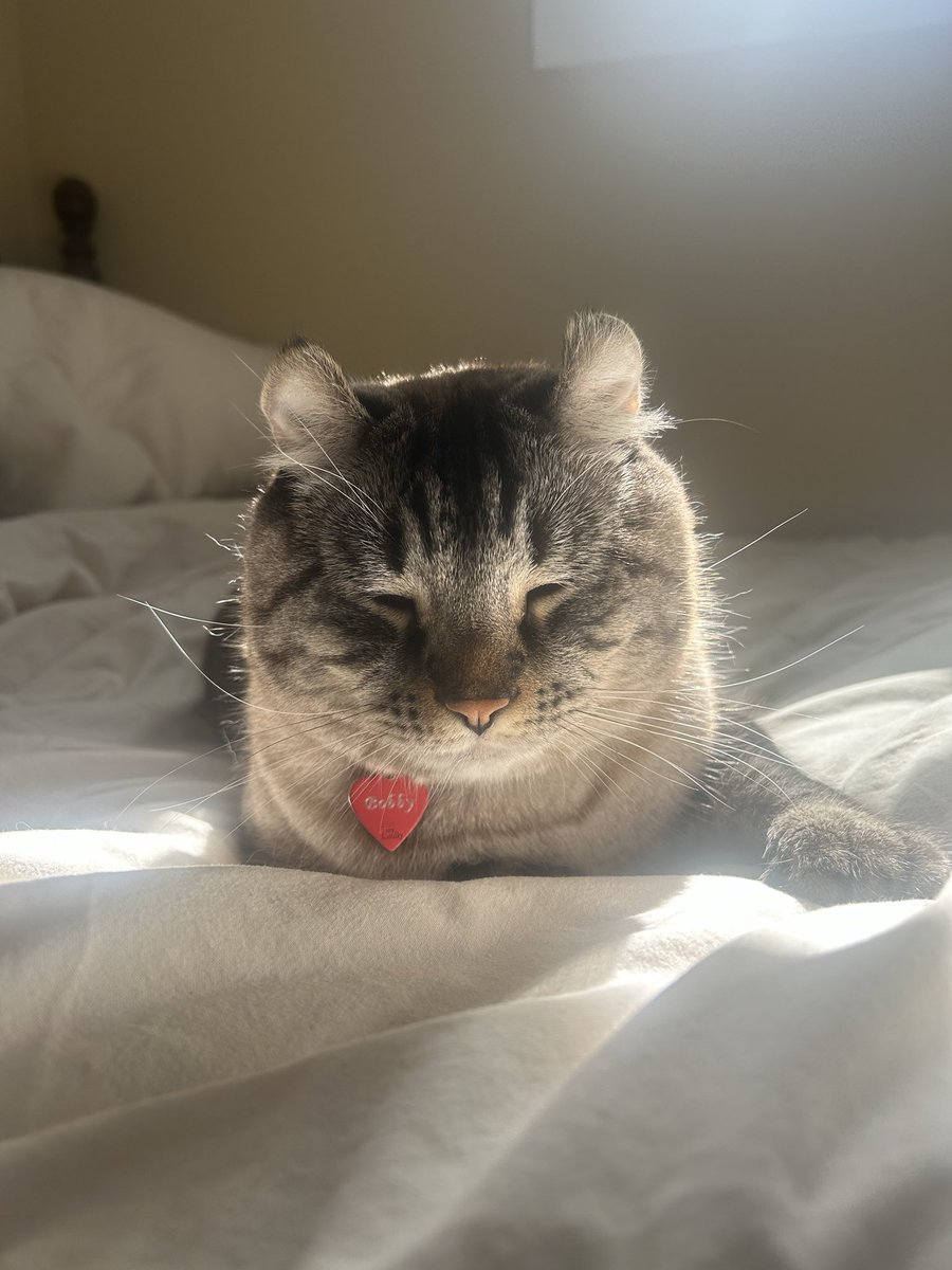 Dropsofstupider's tweet photo. I texted this picture to my mother saying the sun beams shine down on him from Heaven and she said he belongs on a funeral pamphlet https://t.co/dclHNvdvCi