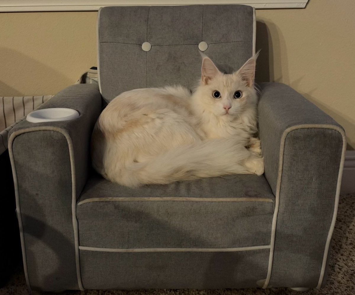 antthetitan's tweet photo. Chat, what are we thinking about this distinguished gentleman https://t.co/7kcdWYhFMJ