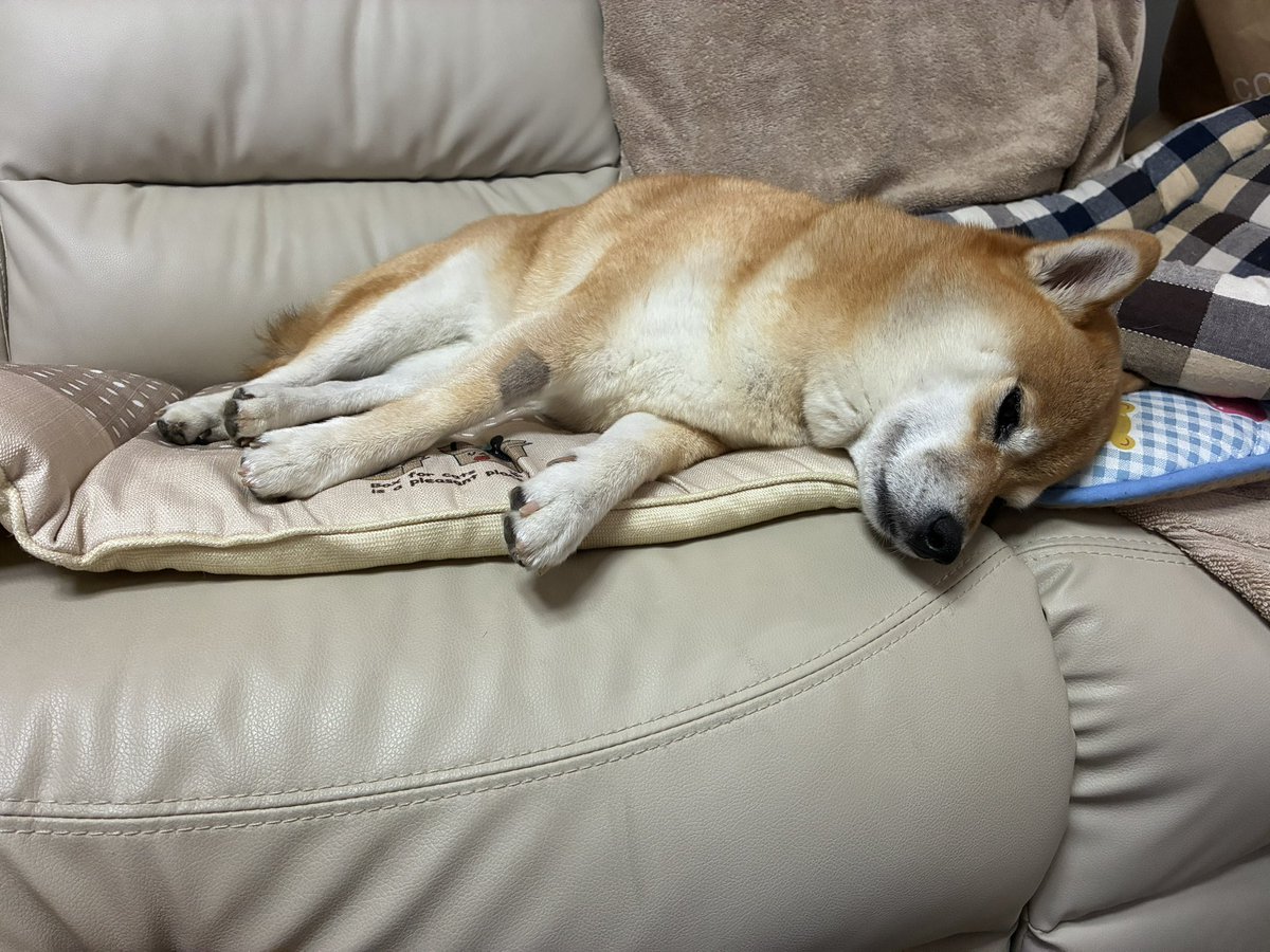 koalakun0617's tweet photo. おはコア〜🐨✨
９／２５日（金）
昨日の歩数は、１４，４６１歩でした〜🐨✨

昨日は、ここ数日の疲れが出たのか、仕事以外は寝ておりました😪
りんも、疲れているのかソファで休んでおります😌

今日は、お友達のプロレスの試合観に行くから、楽しみ😆

#柴犬 #しばいぬ #shibainu 
#shibadog #shiba #shibalove 
#企業公式が朝の挨拶を言い合う
#企業公式相互フォロー #群馬県 
#企業公式つぶやき部 #こあらくん
#前橋市 #高崎市 #伊勢崎市 #太田市