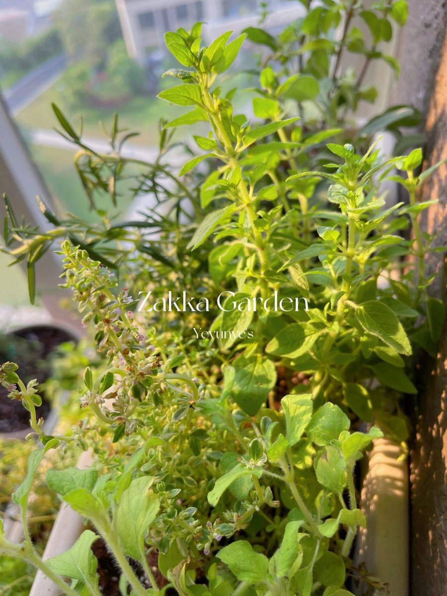 moolempyo22's tweet photo. Shoutout to the fresh herbs from our small garden plot! 圃揭锌词 makes our cooking taste way better! https://t.co/1De0aTPy1M