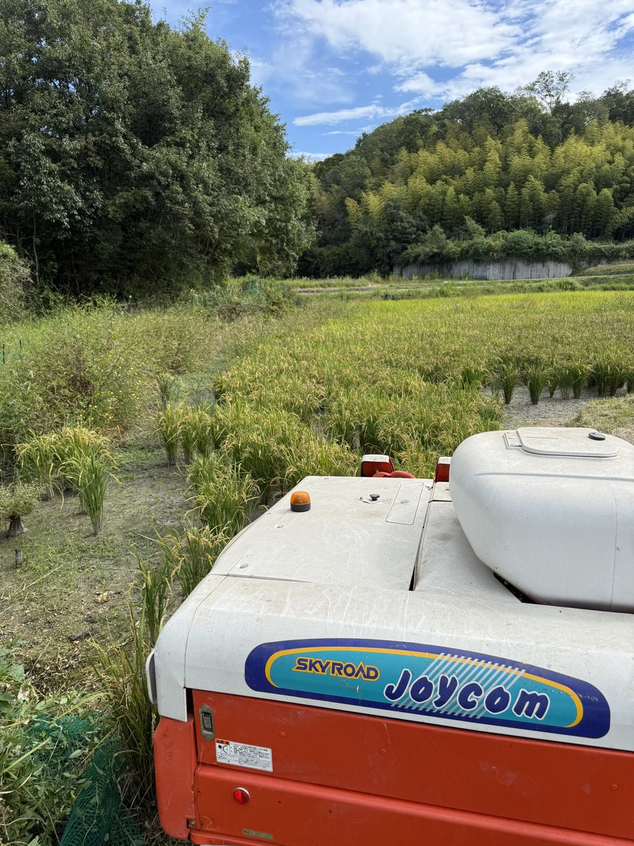 ecomomo115's tweet photo. この前のYNNの配信で吉見米が出てきましたが本日の現場はこちら🌾
友人宅の稲刈り✌️

よしみーんお手伝いに来て🤣 https://t.co/P6c6wNAEes