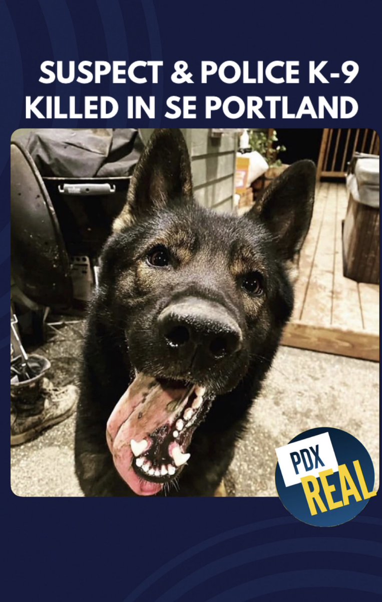 PDXReal1's tweet photo. Here is Kylo, the PPB canine who lost his life in today’s shooting https://t.co/FP1j16WQD7