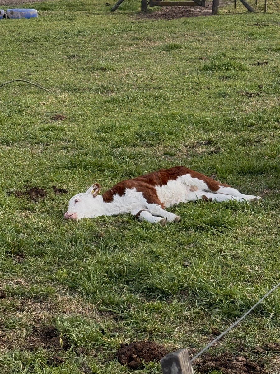 paisa_ar's tweet photo. Hoy me encontré a este totalmente dormido, ni se mosqueó la alfombra https://t.co/0JfVeemLcM