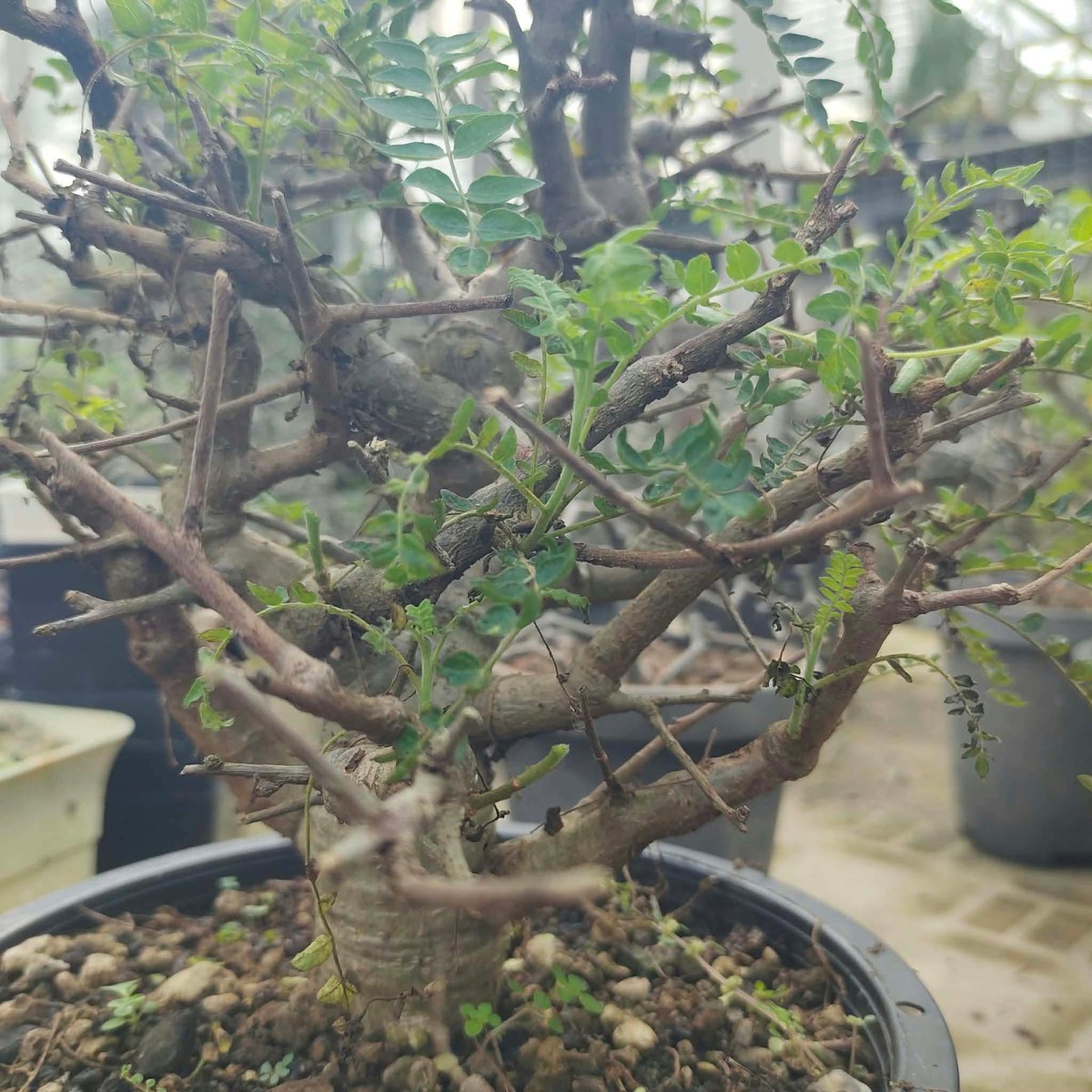 varuthseed's tweet photo. Boswellia neglecta ไม้เพาะเมล็ดแต่ฟอร์มเก๋ากึ๊กอย่างกับไม้ป่าขุดจากแอฟริกา! 🌵✨
​ชุดนี้ลูกค้าชาวรัสเซีย 🇷🇺 สั่งจองเรียบร้อยแล้วครับ! เดี๋ยวเตรียมตัวบินมาประเทศไทย 🇹🇭 เพื่อมารับ ด้วยตัวเอง พร้อมดำเนินการเรื่องเอกสารส่งกลับประเทศรัสเซียเองเลย✈ https://t.co/rnrG5rnx9f