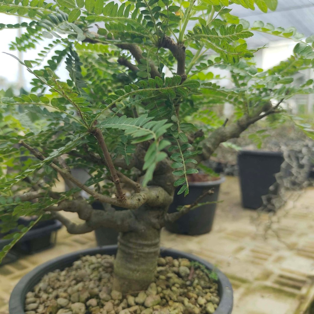 varuthseed's tweet photo. Boswellia neglecta ไม้เพาะเมล็ดแต่ฟอร์มเก๋ากึ๊กอย่างกับไม้ป่าขุดจากแอฟริกา! 🌵✨
​ชุดนี้ลูกค้าชาวรัสเซีย 🇷🇺 สั่งจองเรียบร้อยแล้วครับ! เดี๋ยวเตรียมตัวบินมาประเทศไทย 🇹🇭 เพื่อมารับ ด้วยตัวเอง พร้อมดำเนินการเรื่องเอกสารส่งกลับประเทศรัสเซียเองเลย✈ https://t.co/rnrG5rnx9f