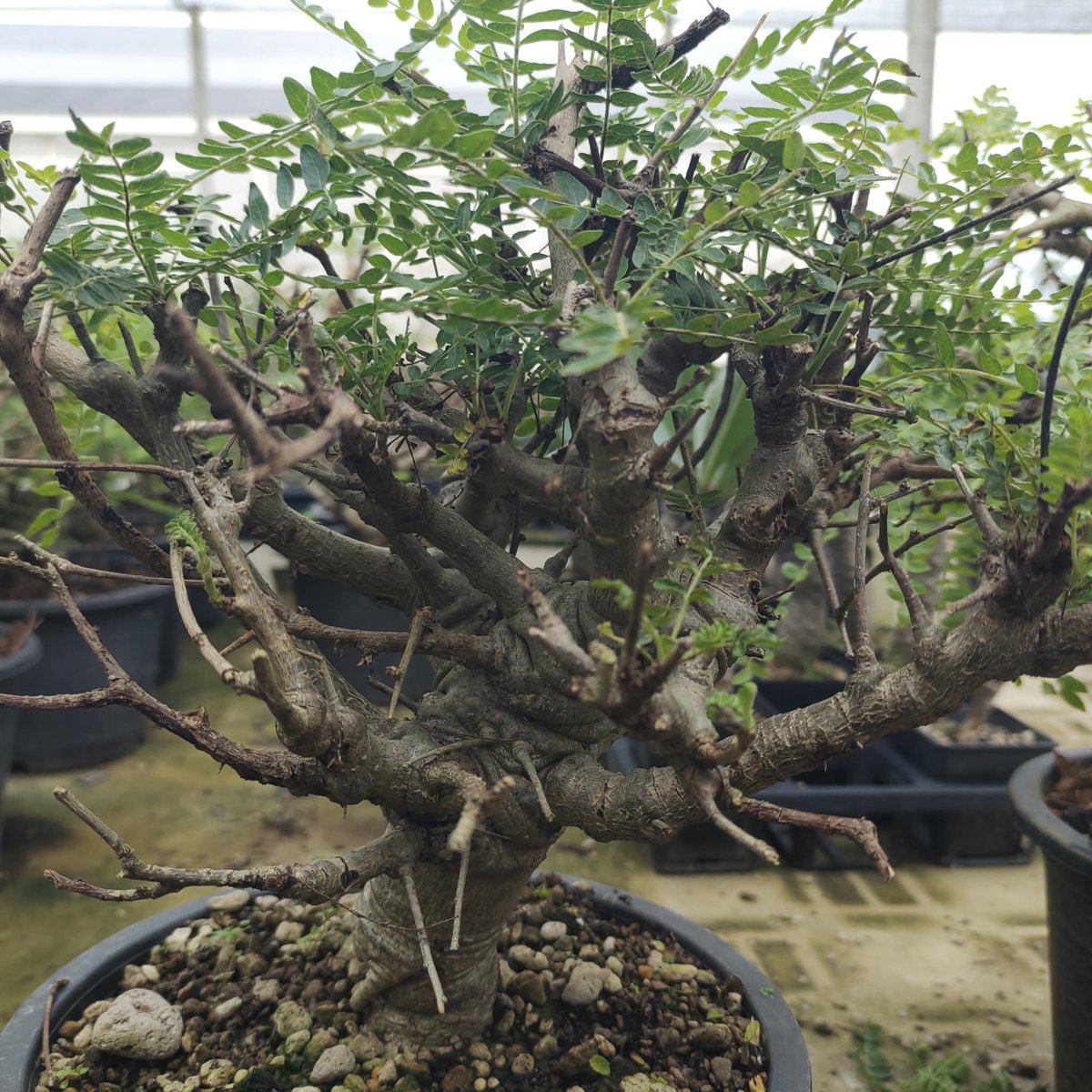 varuthseed's tweet photo. Boswellia neglecta ไม้เพาะเมล็ดแต่ฟอร์มเก๋ากึ๊กอย่างกับไม้ป่าขุดจากแอฟริกา! 🌵✨
​ชุดนี้ลูกค้าชาวรัสเซีย 🇷🇺 สั่งจองเรียบร้อยแล้วครับ! เดี๋ยวเตรียมตัวบินมาประเทศไทย 🇹🇭 เพื่อมารับ ด้วยตัวเอง พร้อมดำเนินการเรื่องเอกสารส่งกลับประเทศรัสเซียเองเลย✈ https://t.co/rnrG5rnx9f