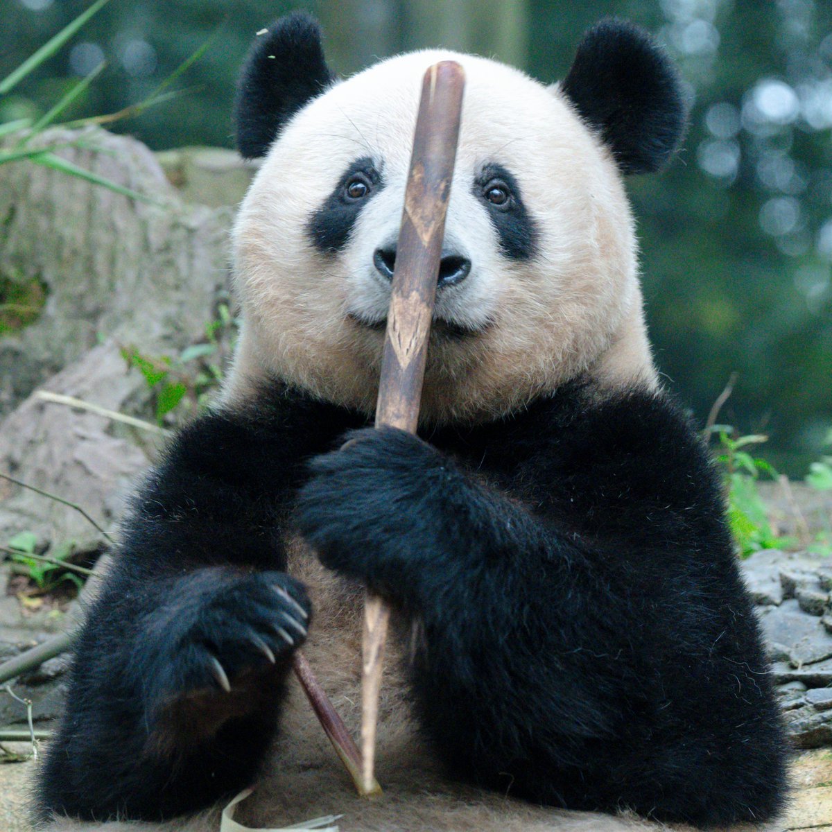 PandaFanHouse's tweet photo. 昨日撮った香香のタケノコ嗅ぐ三連写🥰、
推しはどれ？おはよう！🤗
📷260924Ya'an碧峰峡ⒸPandaFanHouse https://t.co/yLMqfybUMh