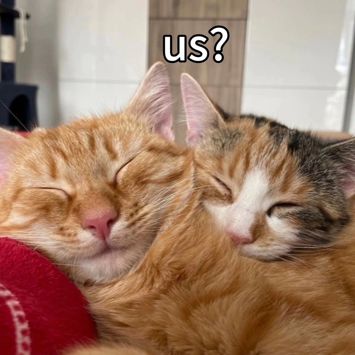 PunchingCat's tweet photo. https://t.co/FKXnhbwS5v
