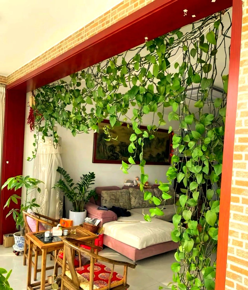 KelleyElvey's tweet photo. Keep your pothos thriving! Water when the top 2 inches of soil feel dry, and put it in bright indirect light. No fuss, huge green vibes!， https://t.co/muhQXTNDr6