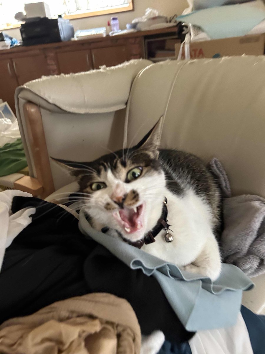 5hnvq's tweet photo. ねこ https://t.co/c9XtnSll4e