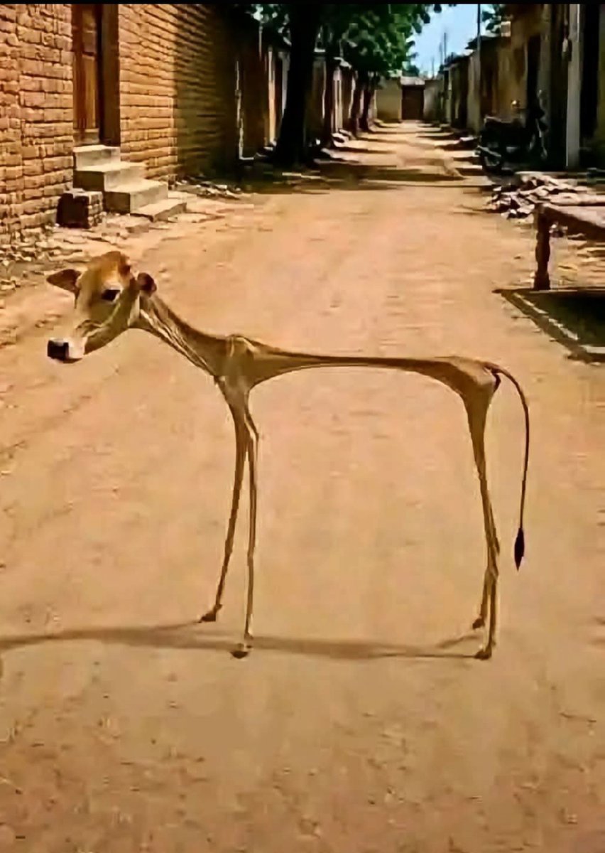 Awsan26's tweet photo. قال تحالف مكة بيفعل الاتفاقية قال!!😏
يابقرة🇸🇦🐮 صبي لبن صبي لبن 🤭🤣👏🏻 https://t.co/jv5NrhlBUL
