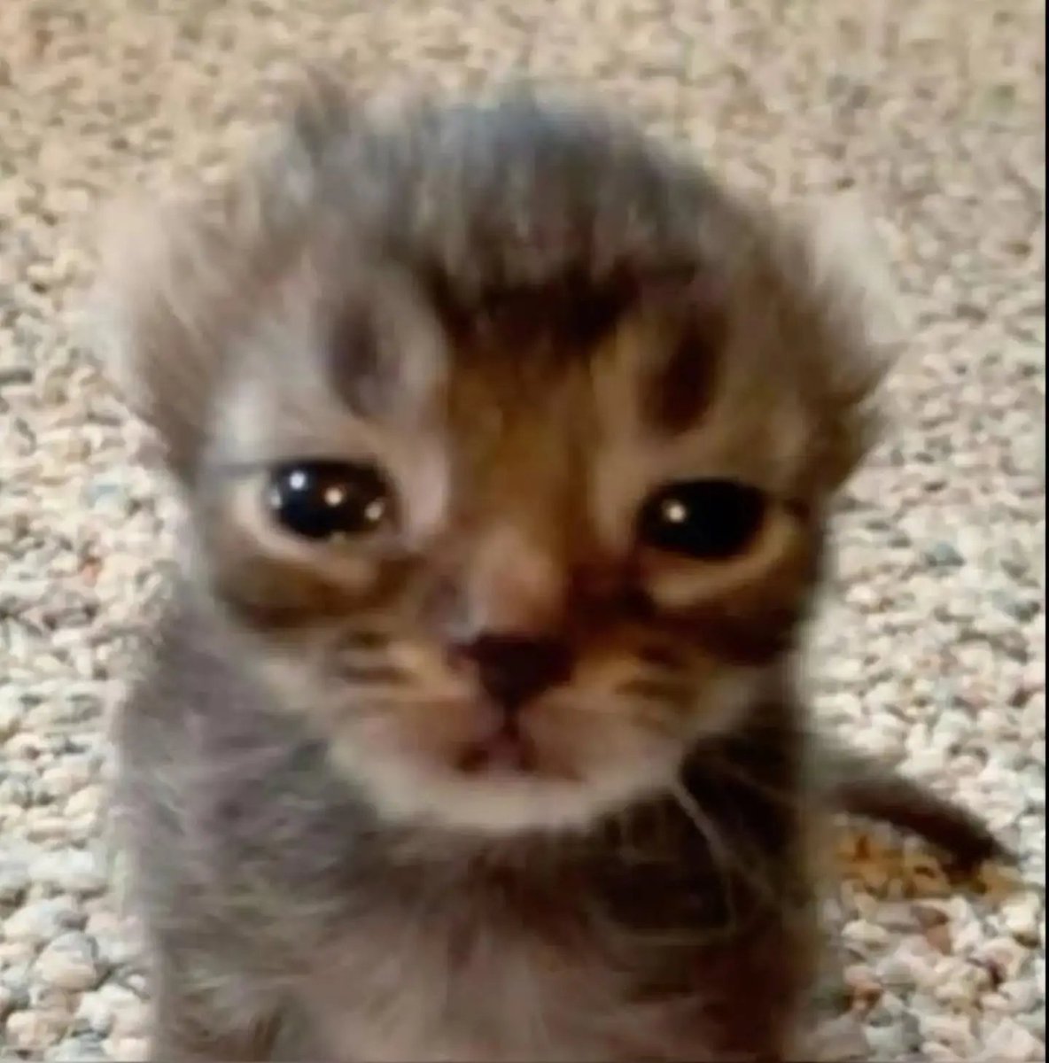 catsworldaura's tweet photo. https://t.co/FkWfyfXnj2