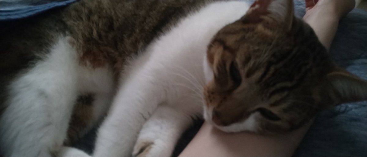 WhitEMan9wonS's tweet photo. 猫に腕枕して添い寝の疑似体験できる写真置いときますね。
腕に直で猫様の頭のふわふわ感じるの、控えめに言って最高。

#猫のいる暮らし #猫好きさんと繋がりたい https://t.co/ZVbF7qfu9X