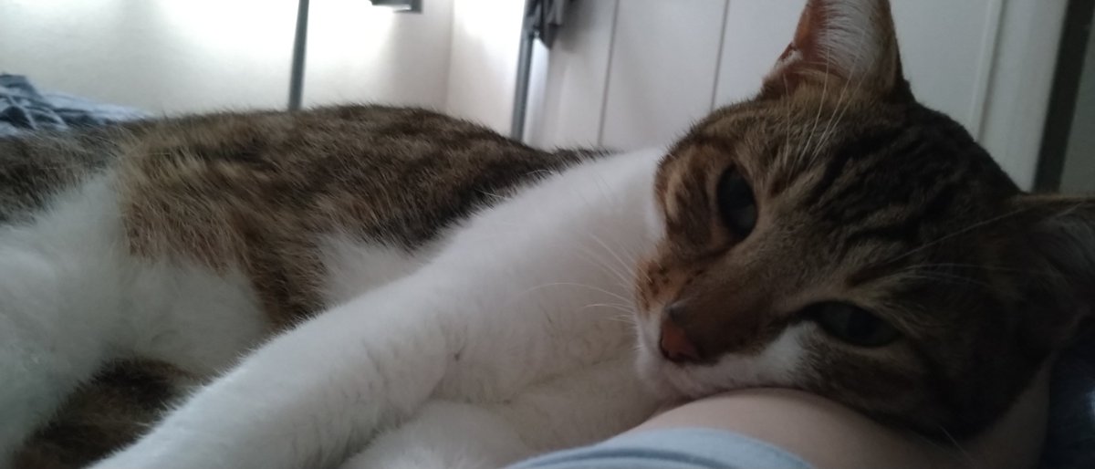 WhitEMan9wonS's tweet photo. 猫に腕枕して添い寝の疑似体験できる写真置いときますね。
腕に直で猫様の頭のふわふわ感じるの、控えめに言って最高。

#猫のいる暮らし #猫好きさんと繋がりたい https://t.co/ZVbF7qfu9X