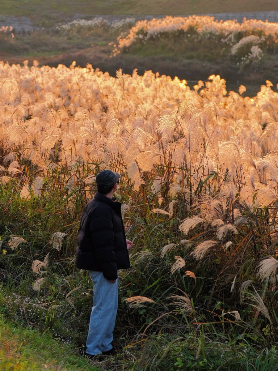 goodcoffeesmell's tweet photo. [Banuhe lake in autumn has soft reed fences and warm golden reeds, making a quiet little paradise]， https://t.co/woWGHO8acu