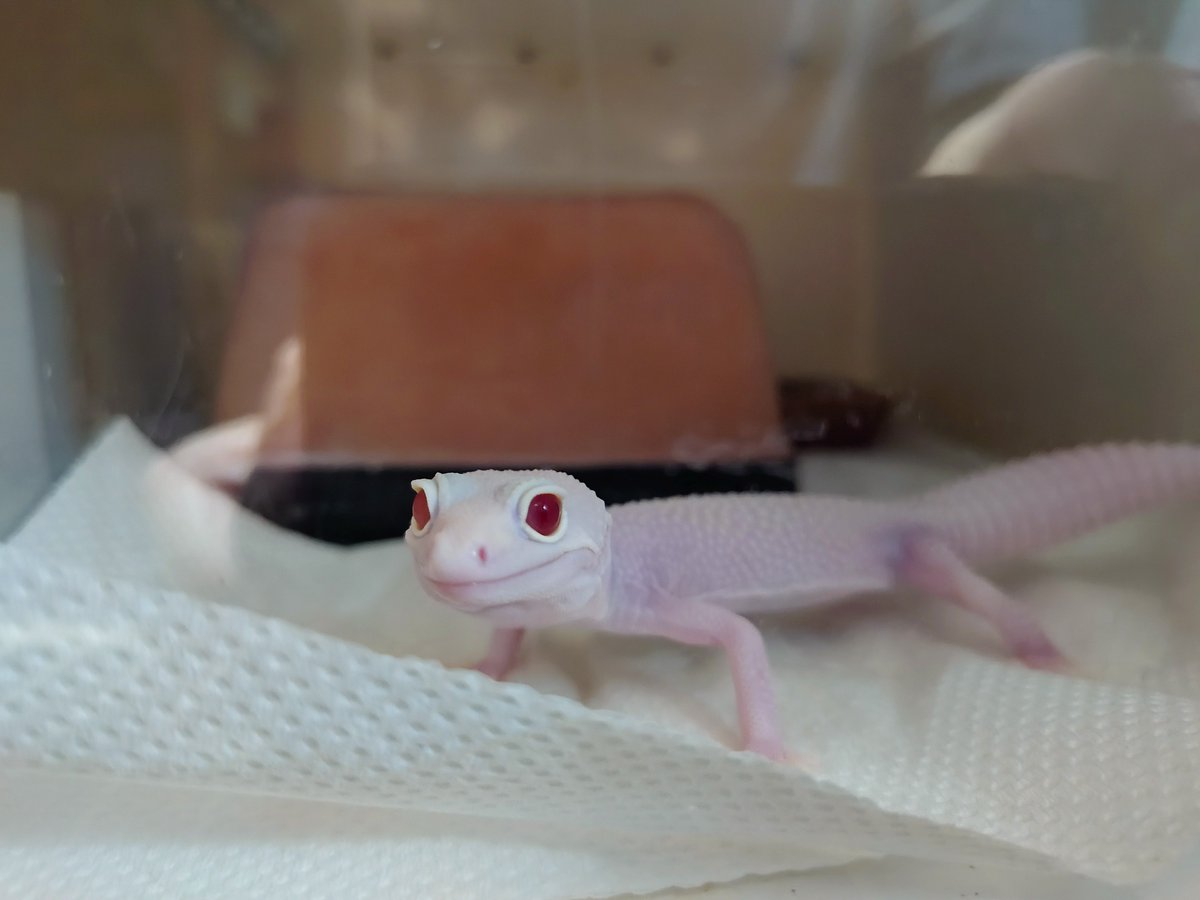 0505_reopa's tweet photo. よしよし。だいぶ慣れてきた https://t.co/P6l0JXarU5