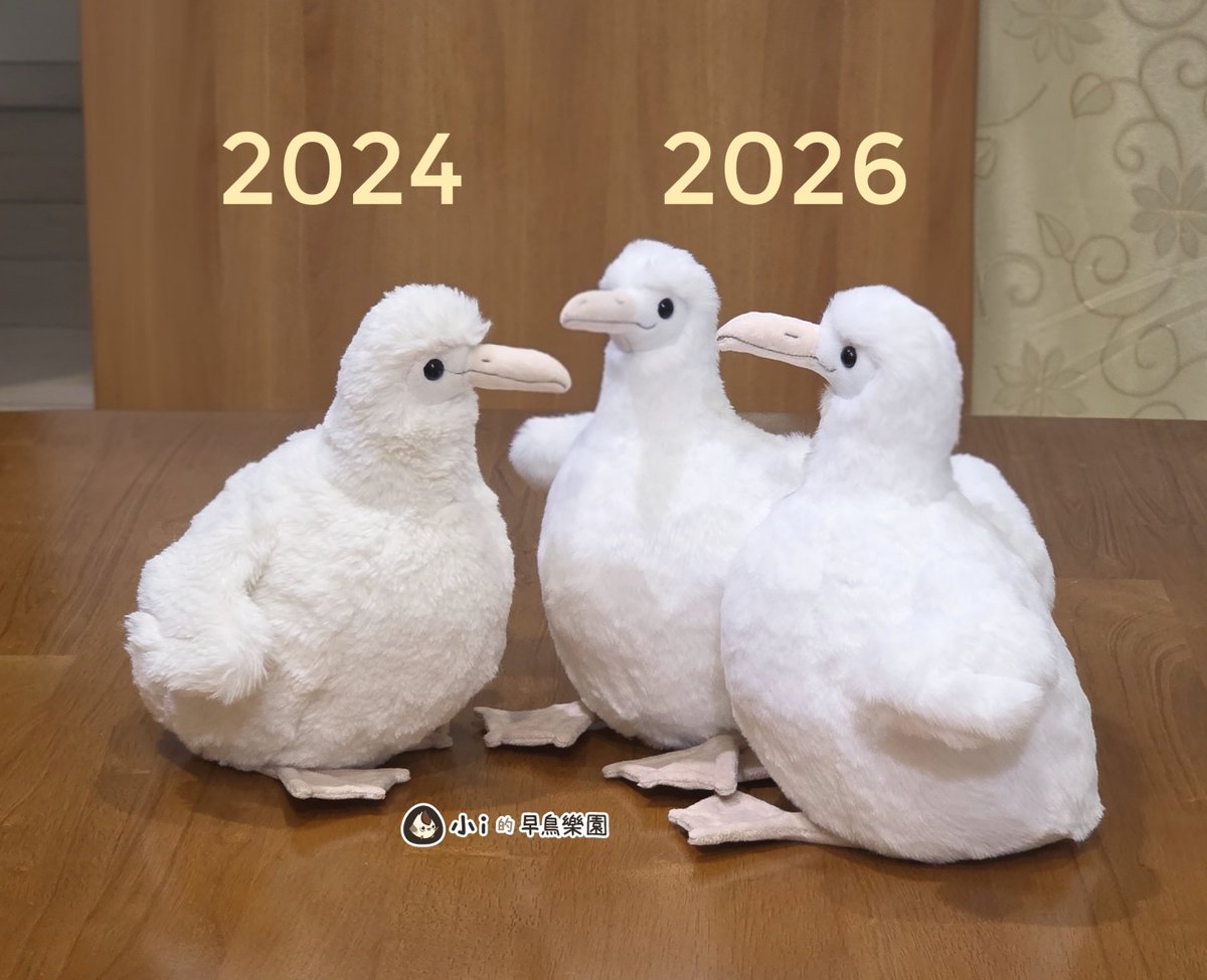 icecream80810's tweet photo. アホウドリの赤ちゃん完成です！🎉

2年間一緒に山や海へお出かけしたから風合いが変わったのか、ただ生地のロットが違うだけなのか…不思議です🤔

#アホウドリ #いきもにあ2026 https://t.co/J0s6XBgzNi