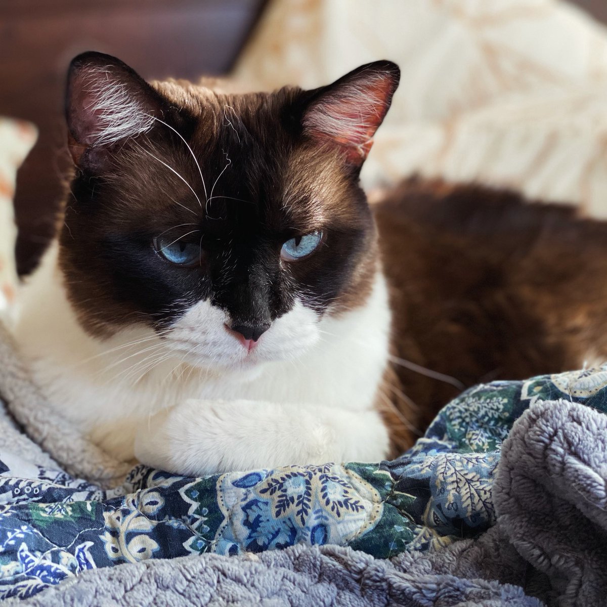 kelly2819's tweet photo. Crystal ocean blue 🩵.
@tippyandmerle
Please support me, Tippy! Any amount donated is greatly appreciated…thank you 💕!! https://t.co/KmgucQMqws
#Thursday #OceanEyes #Crystal #Blue #CatsOfSanFrancisco #SnowshoeSiamese #CerebellarHypoplasia #AdoptDontShop #TippyAndMerle https://t.co/DCb4IJAy5z