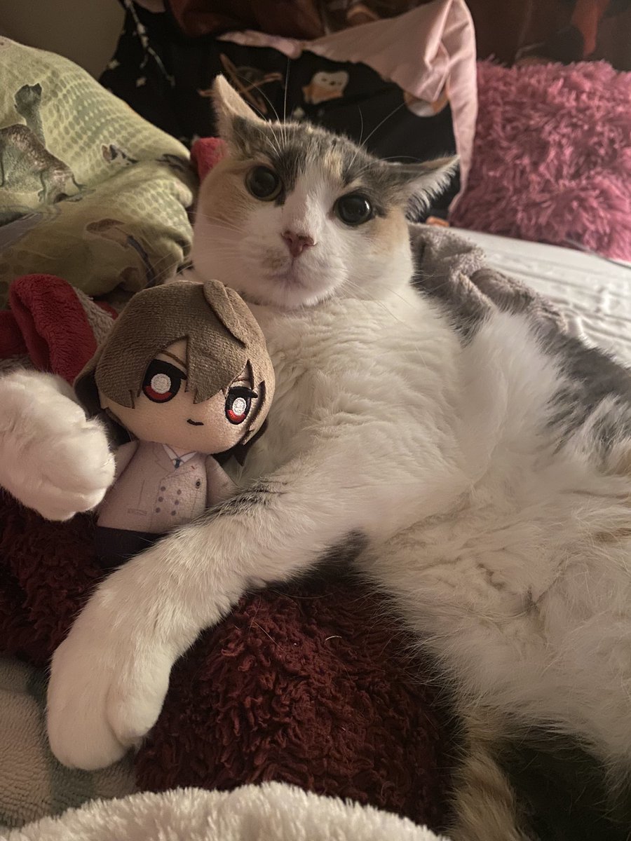Akechsuba's tweet photo. Why is my cat Akechi maxxing https://t.co/8vh0GM7MMM