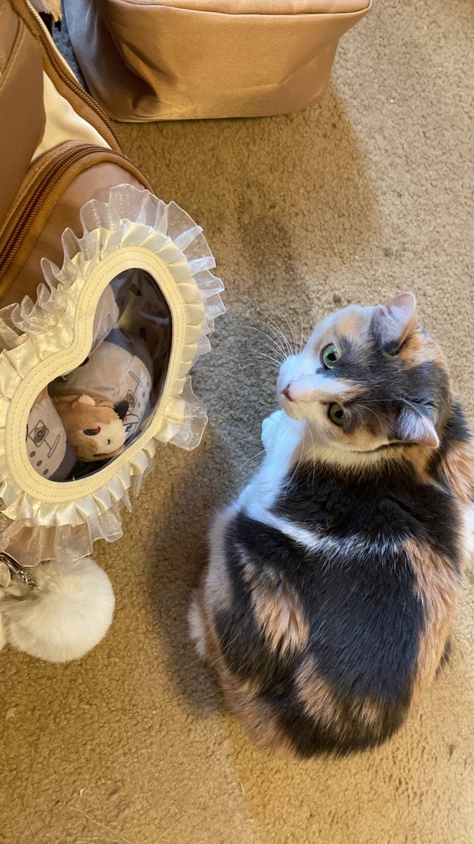Akechsuba's tweet photo. Why is my cat Akechi maxxing https://t.co/8vh0GM7MMM