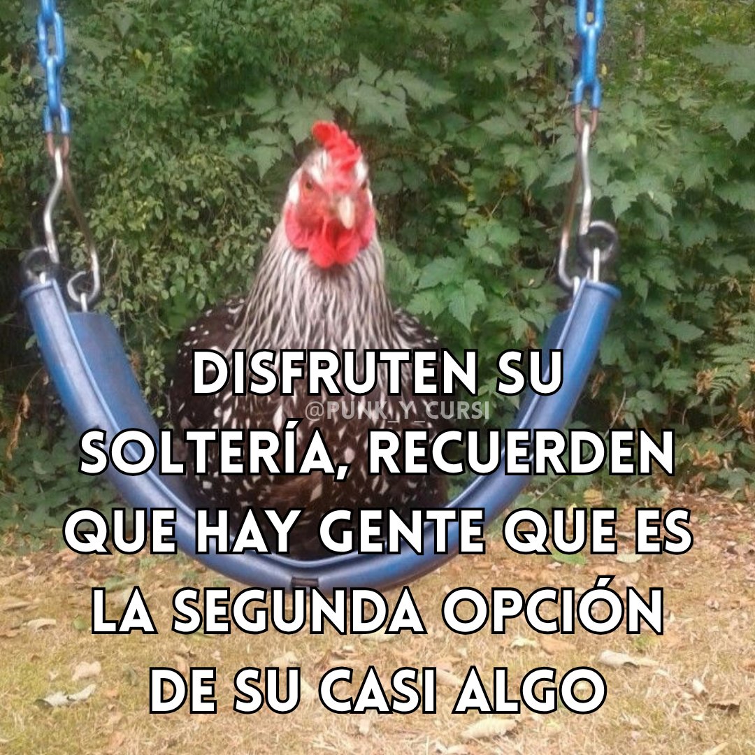 punk_y_cursi's tweet photo. 🐔🐔🐔🐔 https://t.co/rZPbvActpp