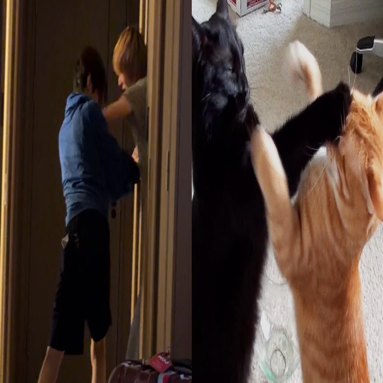 yufaniche's tweet photo. 😡😡🐈‍⬛🐈 https://t.co/qMevwoyp7a
