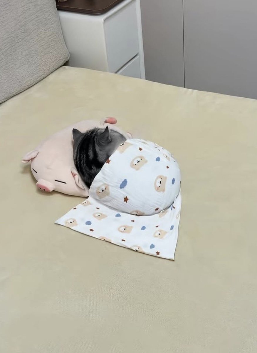 morana5281281's tweet photo. A footage of MC in “Kitten Included” 🤭😂🥹 when she curled up beside Sylus in his bed all the time 🐈‍⬛💕 https://t.co/dJZknLMl0t