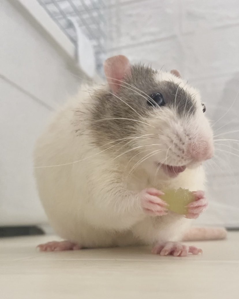 nTocA_'s tweet photo. ぎゅた 初シャインマスカット https://t.co/8CxSt9wO5X