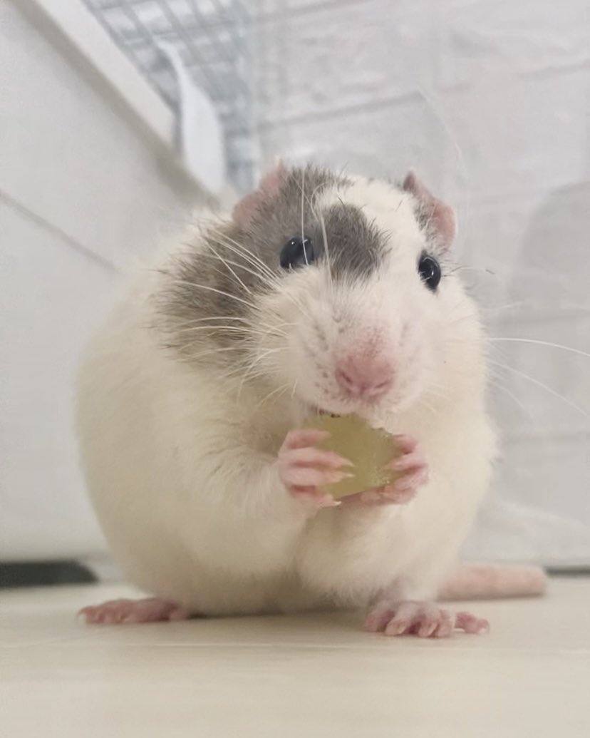 nTocA_'s tweet photo. ぎゅた 初シャインマスカット https://t.co/8CxSt9wO5X