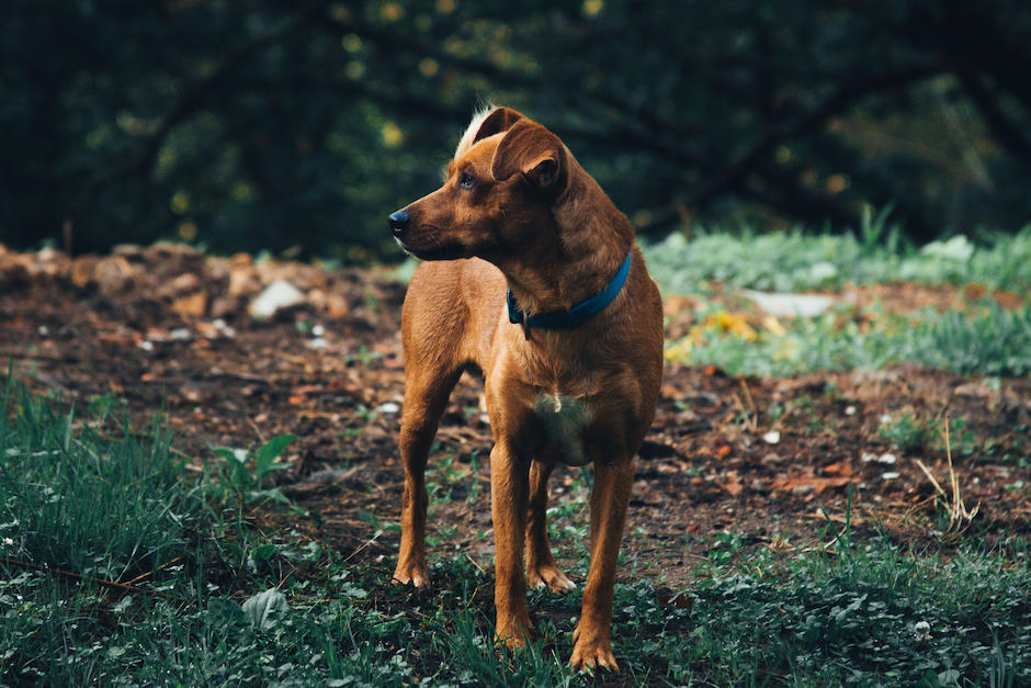 Los consejos para encontrar a tu mascota si se extravió