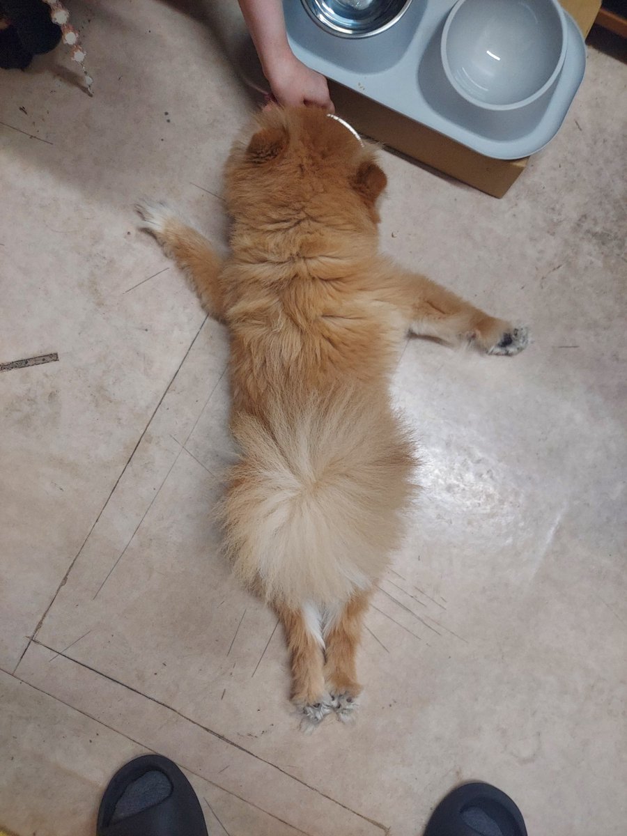 Moon_waitz's tweet photo. ウェットフードあげるとなりふり構わなくなるの好き https://t.co/Tn5K0LJ4MC