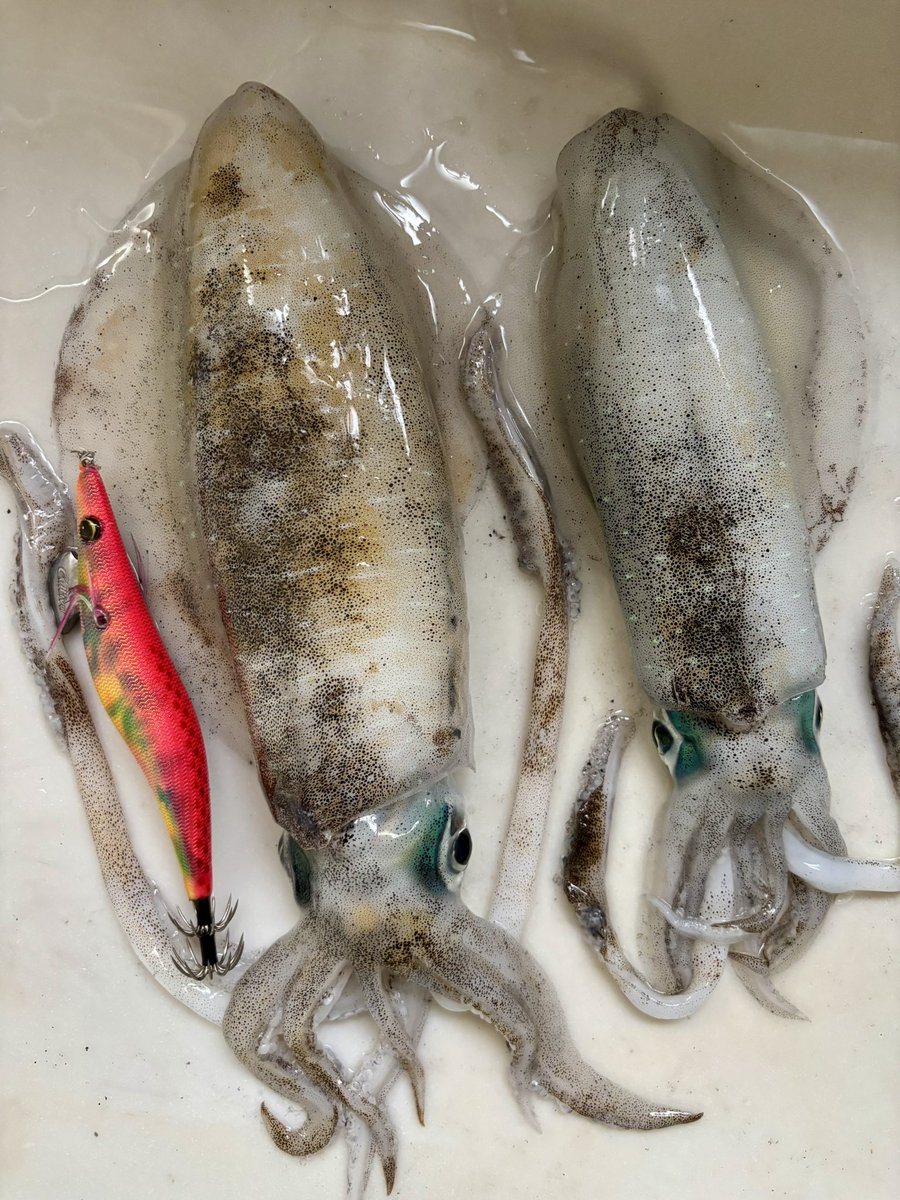 odemaru78's tweet photo. 特にネタはありません笑
ぼちぼちサイズだけお持ち帰りしたのですが、アワセで勝手に〆ったチビちゃんも一緒です🦑 https://t.co/fsUrLiScRd