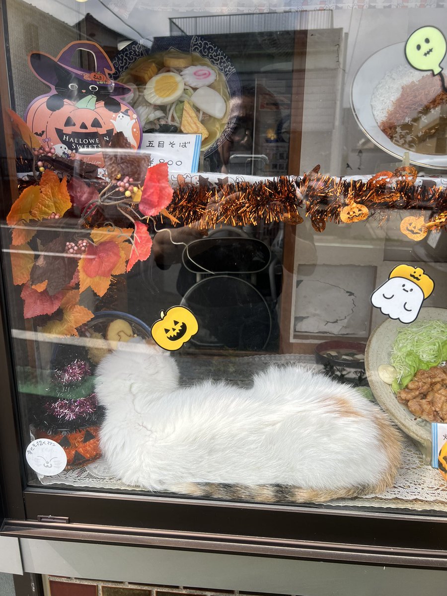 oomurapetakon's tweet photo. 天ぷらそばをまきらにお昼寝中のコンちゃん。来週29日火曜日朝9時からBS NHKで世界猫歩きにペタ君コンちゃん父ちゃんが出演します。みなさん見てください。 https://t.co/qpij6SWJyd