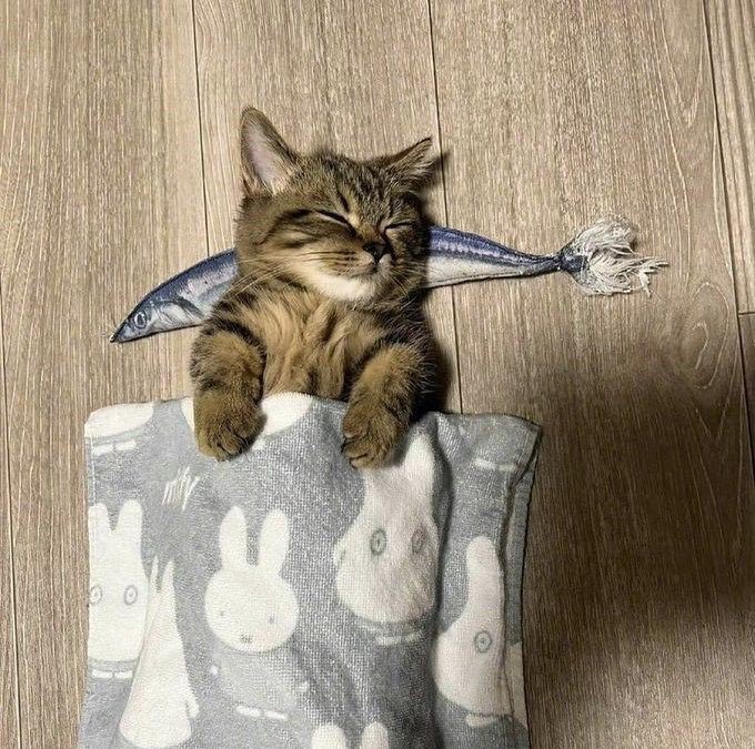 GYJlul's tweet photo. @WONHEElul Aku pengennya sih tidur lagi ya kayak si ucing ini https://t.co/TPvb6WssVA