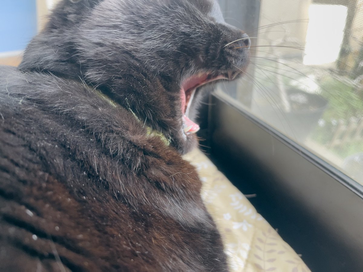 miyabi0118's tweet photo. #猫のいる暮らし https://t.co/HKOq7GeKB8