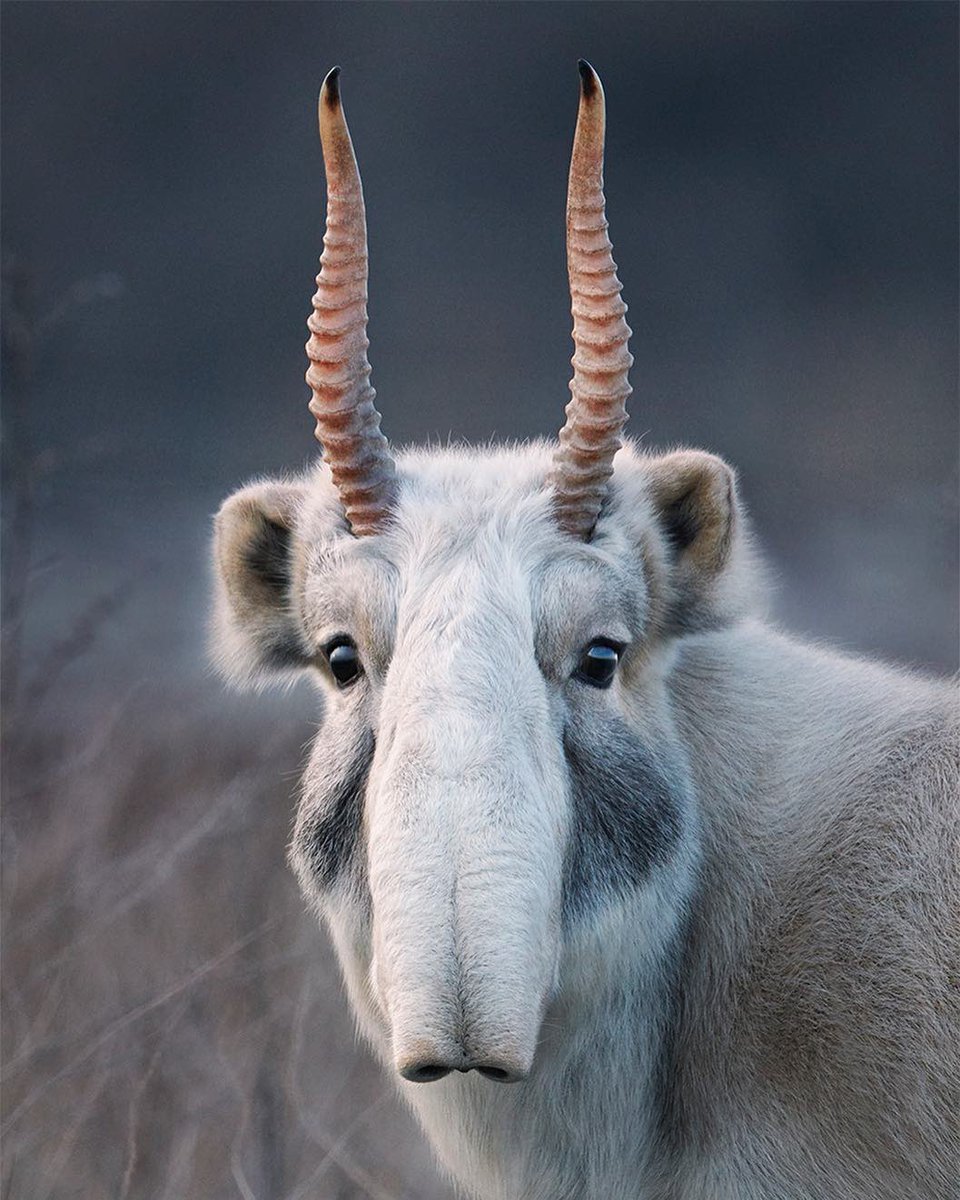 EvolveWildlife's tweet photo. A nomadic mammal of the Central Asian steppe, the saiga antelope features an elongated, flexible snout designed to filter dust during summer migrations and freezing air during harsh winters.

📷 Tim Flach ( @TimFlach ) https://t.co/LA9tDhZK8d