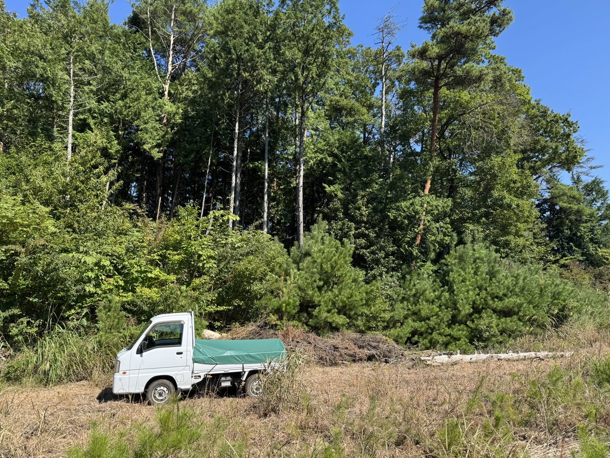 denisumaso's tweet photo. 山奥でハバネロを栽培しながら暮らす、凶暴��原住民「ウティヤム族」の縄張りに入りました。

彼らが作るハバネロは非常に大きく肉厚。
醤油漬けやホットソースにすると美味です。 https://t.co/kkDqKShNcF