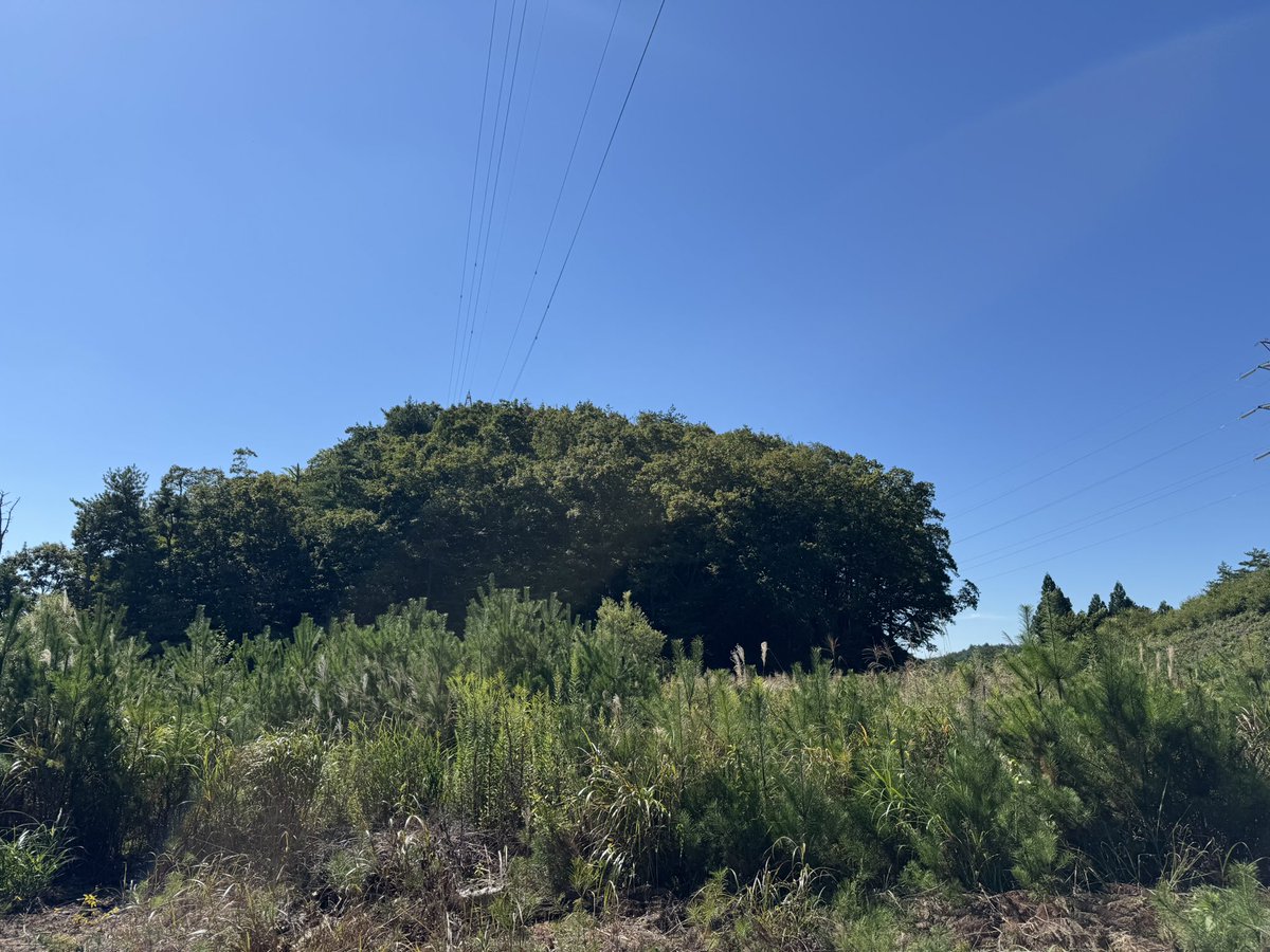 denisumaso's tweet photo. 山奥でハバネロを栽培しながら暮らす、凶暴��原住民「ウティヤム族」の縄張りに入りました。

彼らが作るハバネロは非常に大きく肉厚。
醤油漬けやホットソースにすると美味です。 https://t.co/kkDqKShNcF
