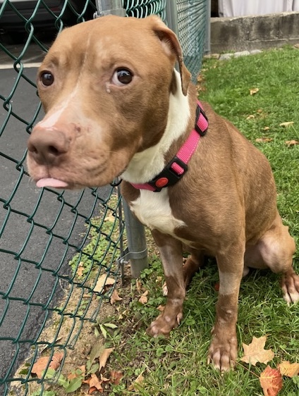 PoundHoundsResQ's tweet photo. Hi, thanks for pledging for Chick Fil A Sauce 263395. We Pound Hounds pulled this dog. You can abide by your pledge here: https://t.co/8Ybz5fUY0M
@13lucybee 10 
@Boobaby84542420 15 
@deblancasterco1  50
@iamclearlight  50 
@KathyMc69146811  25
@RedwoodStrong10  25 
@RicciGeri  25
@brunosmom0408  10