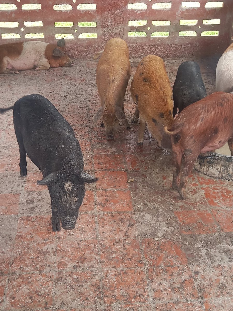 AbelRodrguezHe1's tweet photo. La Producción de Alimentos es tarea prioritaria #PinarXNuevasVictorias https://t.co/rAvbQSrqTF