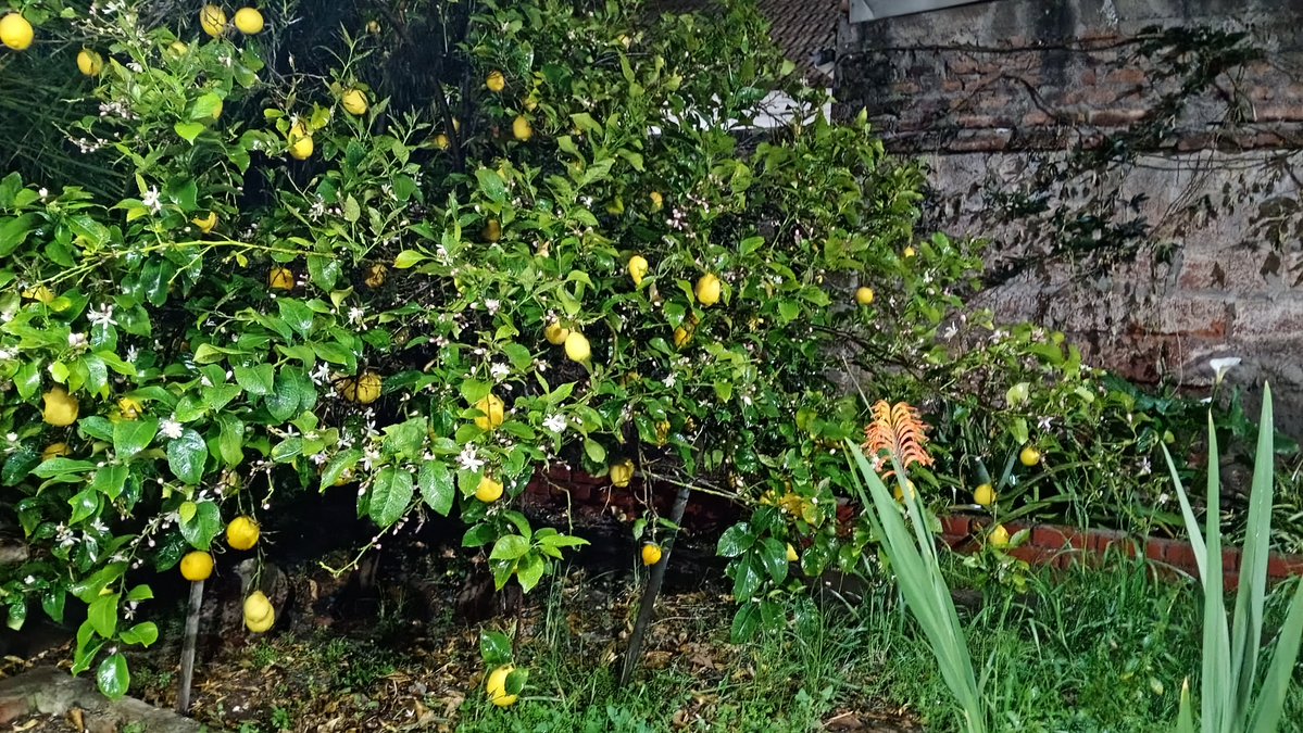 DanielAlejMarti's tweet photo. Mi Limonero en flor y por allá atrás mis Calas asomándose, ahora si llegó la primavera https://t.co/hV9oQpewA5