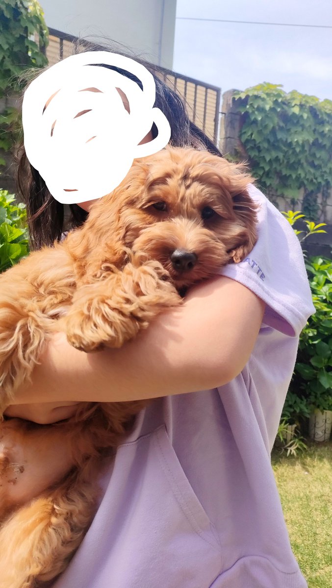 Waffle_Cockapoo's tweet photo. コッカプーなので子犬のときから4キロくらいあって、あまり子犬な感じしないと言われてました😂 https://t.co/fzVx1VhOt4