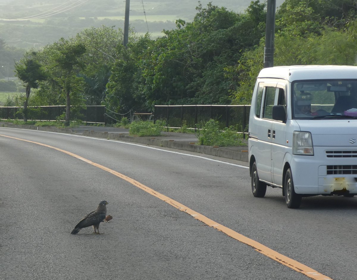 kanmuriwasire's tweet photo. 【カンムリワシは逃げません】

敵がいない余裕から、その場で餌を食べます。
飛び立っても、すぐに高くは飛べません。
素早く飛び立ちません。

逆光だとカラスに見えてしまうかもしれません。

よけるだろう？？と思って速度をあげたら轢いてしまいます。 https://t.co/uYYgEDbRe0